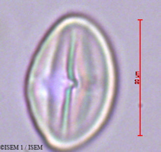 Umbilicus rupestris - lame n° 29385